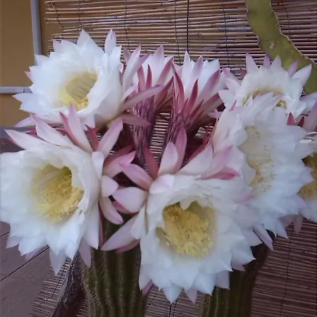 Claudia Rio Apartman Rio Marina