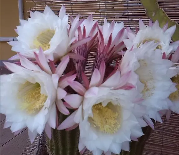 Claudia Rio Apartman Rio Marina